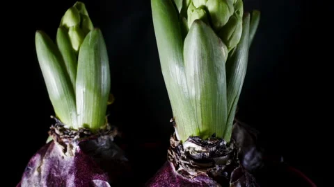 Two hyacinths growing in spring. Stock Footage 149111965