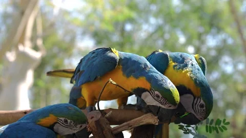 Two Hybrid Macaws scramble Tamarind leaves on tree branch. Vidéo 170432844