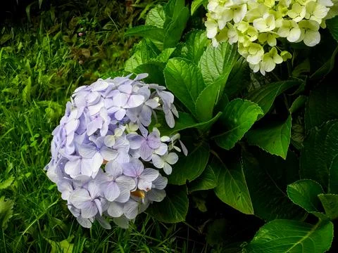 Two hydrangeas Stock Photos