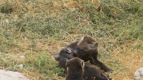 Two hyena cubs play fighting at amboseli 스톡 동영상 72938257