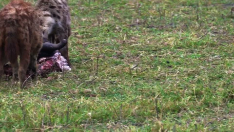 Two hyenas feed on the remains of a fresh kill on the plains of Ngorongoro Stock Footage 332467395