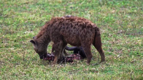Two hyenas feed on the remains of the head of a fresh kill on the plains of Stock Footage 332467474