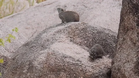 Two Hyrax sitting on a rock Stock Footage 74419330