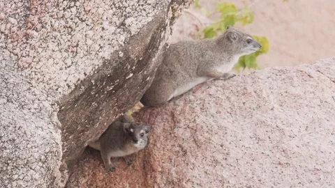 Two Hyrax sitting on a rock Stock Footage 74419402