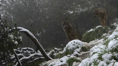 Two Iberian wolves Video stock 35818399
