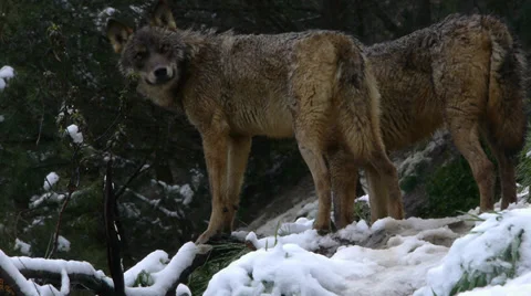 Two Iberian wolves Video stock 35819273