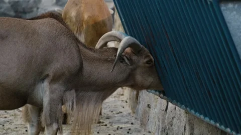 Two ibex eat hay behind metal bars inside a zoo enclosure with stone pavement Stock Footage 325790296