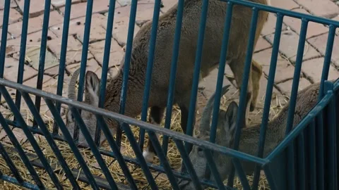 Two ibex eat hay behind metal bars inside a zoo enclosure with stone pavement Stock Footage 325790308