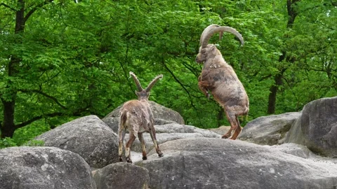 Two Ibex Mountain goats fight head to head over female and territory Stock Footage 345494725