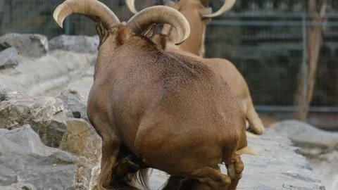 Two ibex stand close to each other inside a zoo enclosure with stone walls in Stock Footage 325790069