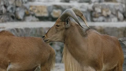 Two ibex stand close to each other inside a zoo enclosure with stone walls in Stock Footage 325790112