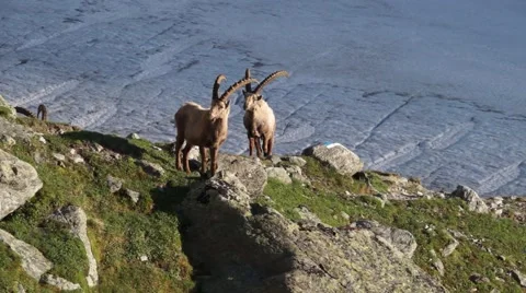 Two ibexes in the evening sun in rocky terrain - wide shot Stock Footage 49042284