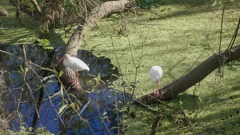 Two Ibises on a Marsh One is Feeding One Is Resting on a Log Stock Footage 113884799