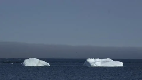 Two Icebergs Surrounded by Flying Gulls off Nuuk, Greenland Stock Footage 345528498
