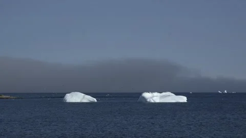Two Icebergs Surrounded by Flying Gulls off Nuuk, Greenland, Timelapse Stock Footage 345530446