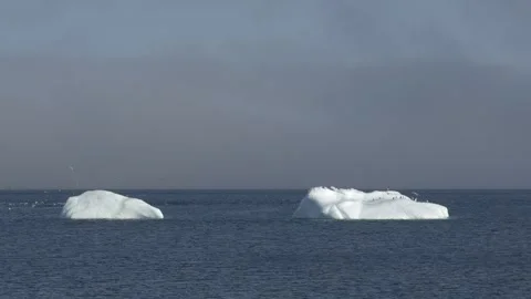 Two Icebergs Surrounded by Flying Gulls off Nuuk, Greenland Stock Footage 345536018
