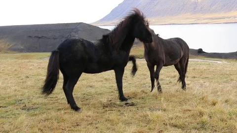 Two Icelandic horses communicating with each other near Hvanneyri, Iceland Stock Footage 81414039