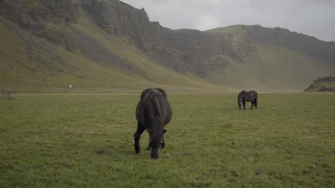 Two Icelandic Horses Grazing in front of Green Cliffs Stock Footage 130478909