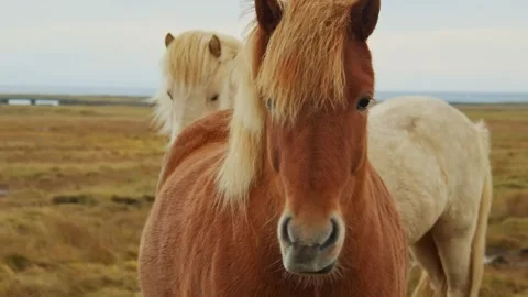 Two Icelandic horses stand in a field with a vast landscape in the background. Stock Footage 320516818