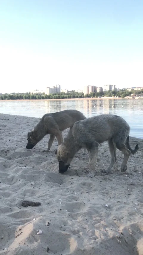 Two identical dogs dig in the sand on the beach of the city and walk Stock Footage 241182516