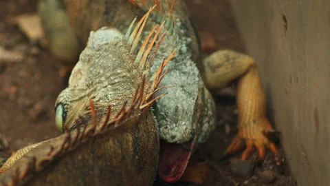 Two iguanas are biting each other. Static shot Stock Footage 269898184