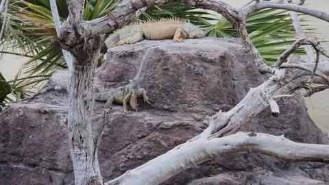 Two iguanas are resting on a rock formation surrounded by branches and foliage 스톡 동영상 318833165
