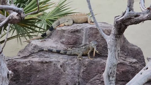 Two iguanas are resting on a rock formation surrounded by branches and foliage 스톡 동영상 318833327