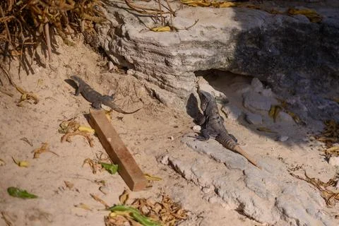Two iguanas basking on sandy rocks near dry vegetation Stock Photos
