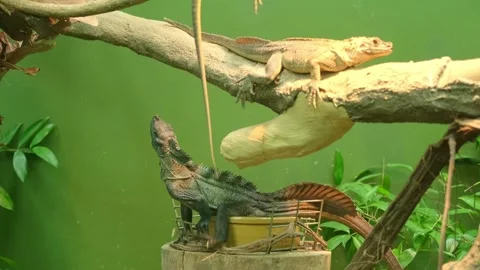 Two iguanas on branch with one falling and other sitting still Stock Footage 339796215