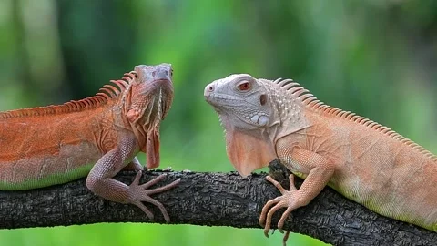 Two iguanas facing each others Stock Footage 255895047