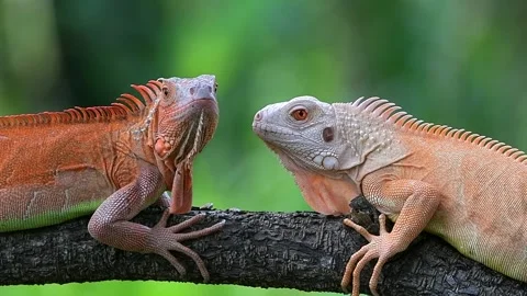 Two iguanas facing each others Stock Footage 255895074