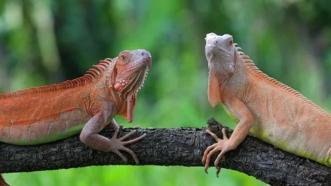 Two iguanas facing each others Stock Footage 255895079