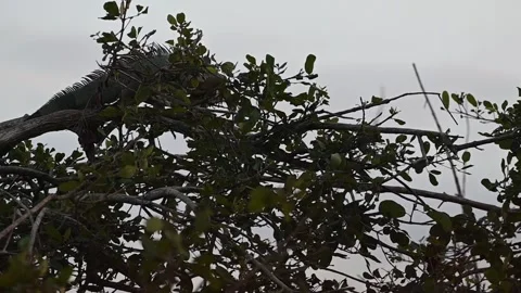 Two Iguanas Getting Ready to Sleep in a Tree Video stock 266963518