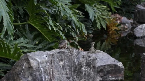 Two iguanas lay down on stone in lake Stock Footage 123629330