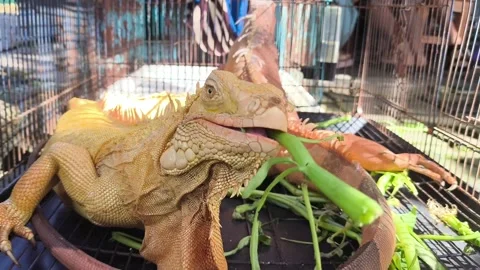 Two iguanas rest in a wire cage Stock-Footage 345016825