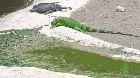 Two Iguanas Resting by a Pond in Park Wildlife Footage in 4K Video stock 341506799