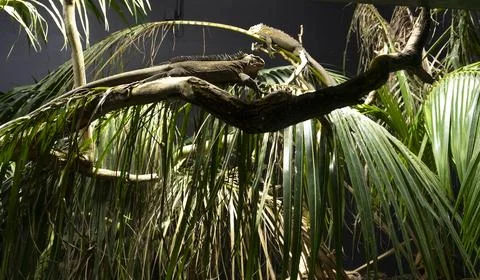 Two iguanas resting on tree branches surrounded Stock Photos