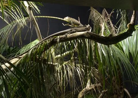 Two iguanas resting on tree Foto stock