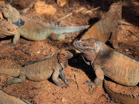 Two iguanas sit motionless next to each other, beautiful interesting lizards Stock Photos