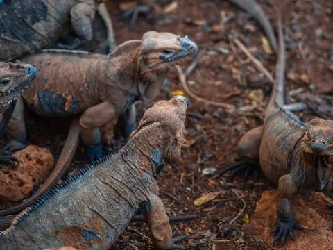 Two iguanas sit motionless next to each other, beautiful interesting lizards Foto stock