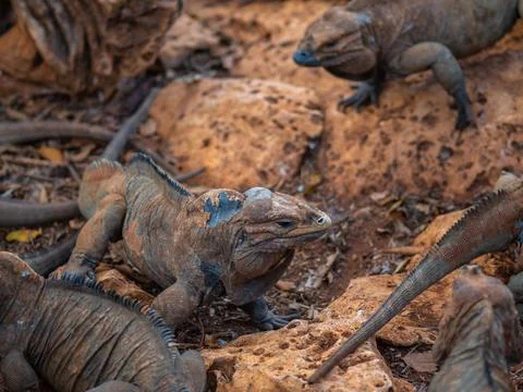 Two iguanas sit motionless next to each other, beautiful interesting lizards Foto stock