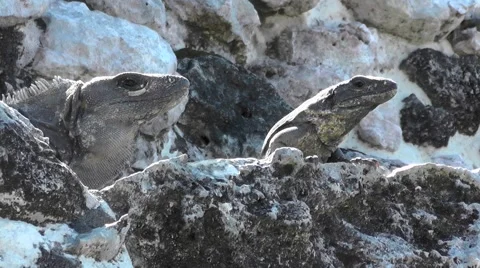 Two iguanas on stones Stock Footage 46991726