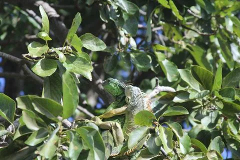 Two iguanas in the trees Stock Photos