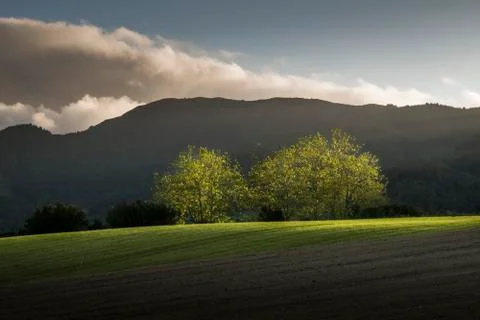 Two illuminated trees in the middle of fields 스톡 사진