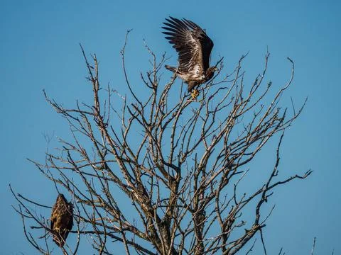 Two Immature bald eagle in a tree Stockfoto's