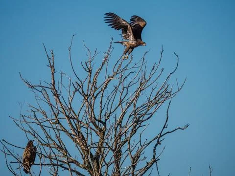 Two Immature bald eagle in a tree Stock Photos