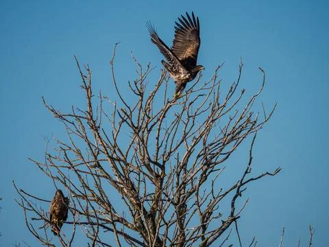 Two Immature bald eagle in a tree Stock Photos