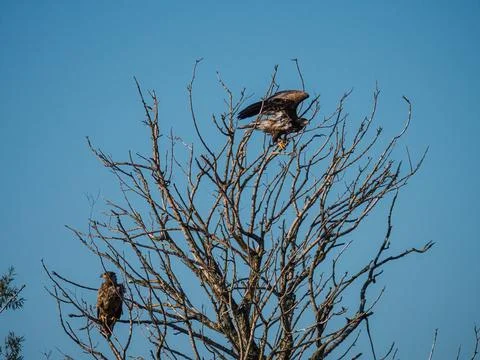 Two Immature bald eagle in a tree Stock Photos