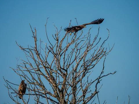 Two Immature bald eagle in a tree Фото