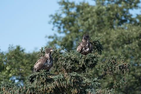 Two immature bald eagles in a tree 스톡 사진